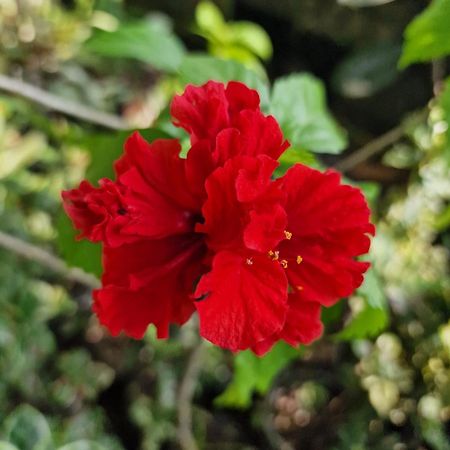 היקדואה Edelweiss Residence מראה חיצוני תמונה